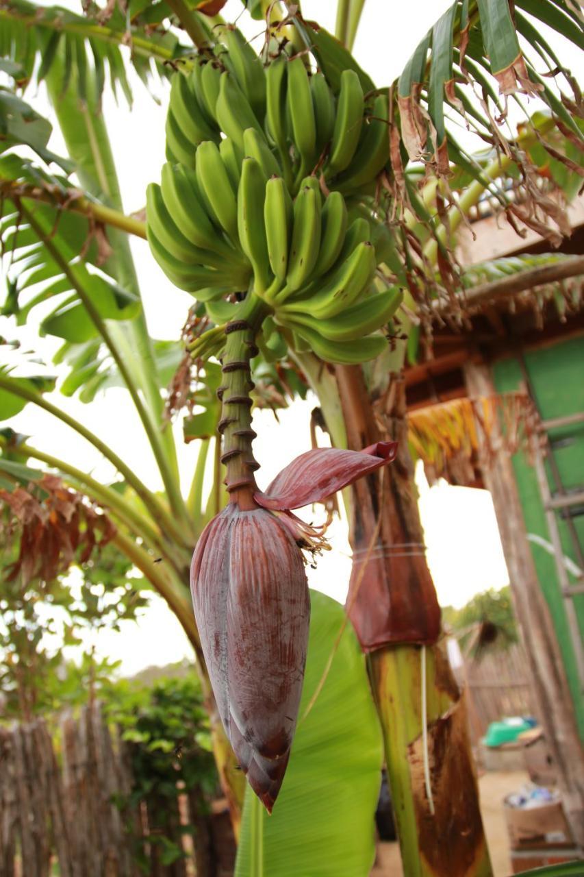 Raizes Eco Hostel Barra Grande  Εξωτερικό φωτογραφία